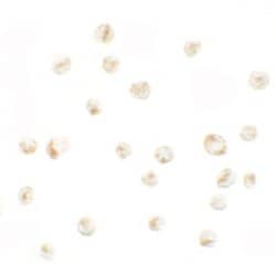 Invitrogen PRICKLE4 Polyclonal Antibody 100 &mu;g; Unconjugated:Antibodies,