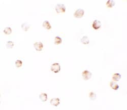 Invitrogen PIWIL2 Polyclonal Antibody 100 &mu;g; Unconjugated:Antibodies,