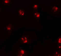 Invitrogen PIWIL2 Polyclonal Antibody 100 &mu;g; Unconjugated:Antibodies,
