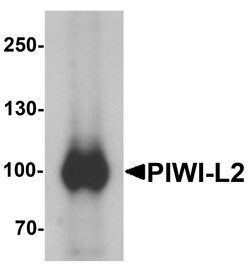 Invitrogen PIWIL2 Polyclonal Antibody 100 &mu;g; Unconjugated:Antibodies,