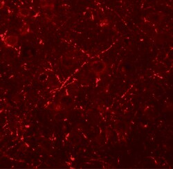 MS4A6A Polyclonal Antibody, Invitrogen 100 &mu;g; Unconjugated:Antibodies,