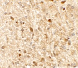 MS4A6A Polyclonal Antibody, Invitrogen 100 &mu;g; Unconjugated:Antibodies,