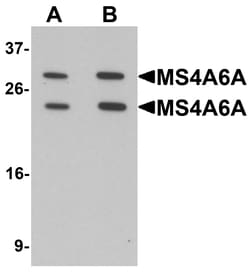 MS4A6A Polyclonal Antibody, Invitrogen 100 &mu;g; Unconjugated:Antibodies,