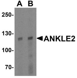Invitrogen ANKLE2 Polyclonal Antibody 100 &mu;g; Unconjugated:Antibodies,