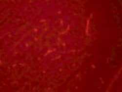 Invitrogen SIK3 Polyclonal Antibody 100 &mu;g; Unconjugated:Antibodies,
