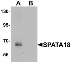 Invitrogen SPATA18 Polyclonal Antibody 100 &mu;g; Unconjugated:Antibodies,