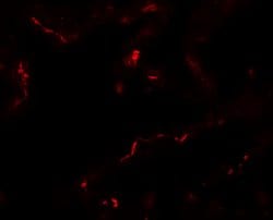 Invitrogen EMX2 Polyclonal Antibody 100 &mu;g | Buy Online | Invitrogen&trade; | Fisher Scientific