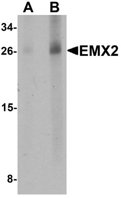 Invitrogen EMX2 Polyclonal Antibody 100 &mu;g | Buy Online | Invitrogen&trade; | Fisher Scientific