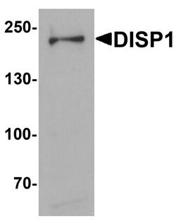Invitrogen DISP1 Polyclonal Antibody 100 &mu;g; Unconjugated:Antibodies,