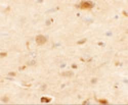 Invitrogen RAPGEF3 Polyclonal Antibody 100 &mu;g; Unconjugated:Antibodies,