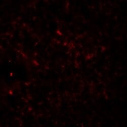 Invitrogen RAPGEF4 Polyclonal Antibody 100 &mu;g; Unconjugated:Antibodies,