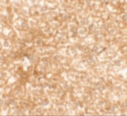 Invitrogen RAPGEF4 Polyclonal Antibody 100 &mu;g; Unconjugated:Antibodies,
