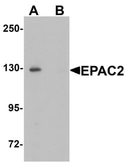Invitrogen RAPGEF4 Polyclonal Antibody 100 &mu;g; Unconjugated:Antibodies,