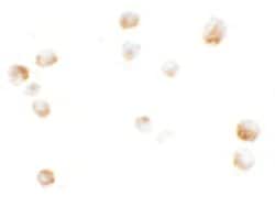 KPNA5 Polyclonal Antibody:Antibodies, Polyclonal