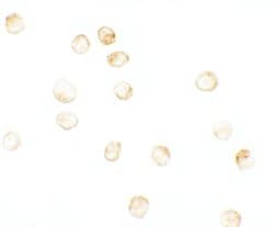 Invitrogen&trade;&nbsp;JMJD3 Polyclonal Antibody