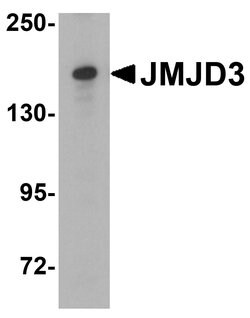 Invitrogen JMJD3 Polyclonal Antibody 100 &mu;g | Buy Online | Invitrogen&trade; | Fisher Scientific