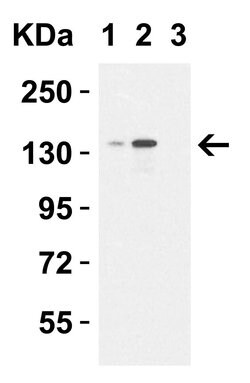 Invitrogen JMJD3 Polyclonal Antibody 100 &mu;g | Buy Online | Invitrogen&trade; | Fisher Scientific