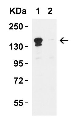 Invitrogen JMJD3 Polyclonal Antibody 100 &mu;g | Buy Online | Invitrogen&trade; | Fisher Scientific