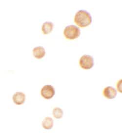 Invitrogen CASKIN2 Polyclonal Antibody 100 &mu;g; Unconjugated:Antibodies,