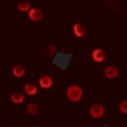 Invitrogen CASKIN2 Polyclonal Antibody 100 &mu;g; Unconjugated:Antibodies,