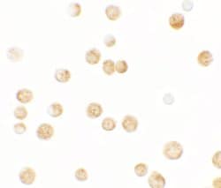 Invitrogen GBP6 Polyclonal Antibody 100 &mu;g; Unconjugated:Antibodies,
