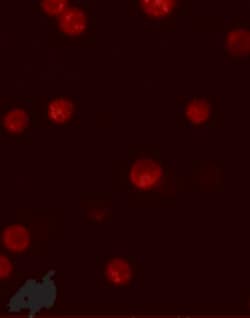 Invitrogen GBP6 Polyclonal Antibody 100 &mu;g; Unconjugated:Antibodies,