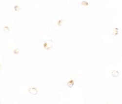 Invitrogen B9D1 Polyclonal Antibody 100 &mu;g; Unconjugated:Antibodies,