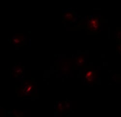 Invitrogen B9D1 Polyclonal Antibody 100 &mu;g; Unconjugated:Antibodies,