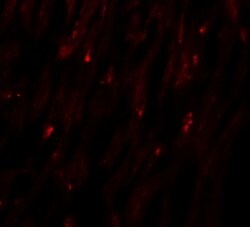 Invitrogen MLIP Polyclonal Antibody 100 &mu;g; Unconjugated:Antibodies,