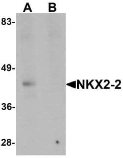 Invitrogen Nkx2.2 Polyclonal Antibody 100 &mu;g; Unconjugated:Antibodies