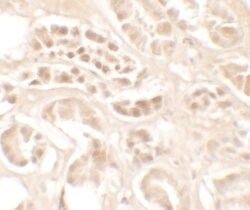 Invitrogen Kallikrein 4 Polyclonal Antibody 100 &mu;g; Unconjugated:Antibodies,