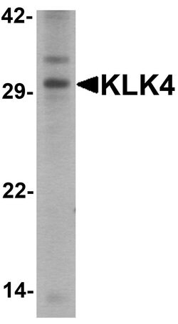 Invitrogen Kallikrein 4 Polyclonal Antibody 100 &mu;g; Unconjugated:Antibodies,