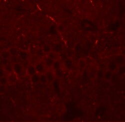 Invitrogen ARTS1 Polyclonal Antibody 100 &mu;g; Unconjugated:Antibodies,