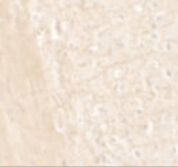 Invitrogen ARTS1 Polyclonal Antibody 100 &mu;g; Unconjugated:Antibodies,