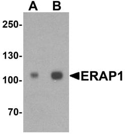 Invitrogen ARTS1 Polyclonal Antibody 100 &mu;g; Unconjugated:Antibodies,