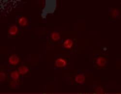 Invitrogen IL-28B Polyclonal Antibody 100 &mu;g; Unconjugated:Antibodies,