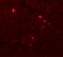 Invitrogen TMEM107 Polyclonal Antibody 100 &mu;g; Unconjugated:Antibodies,