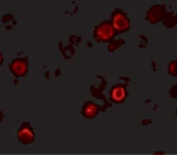 Invitrogen SOGA1 Polyclonal Antibody 100 &mu;g; Unconjugated:Antibodies,