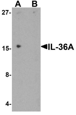 Invitrogen IL1F6 Polyclonal Antibody 100 &mu;g; Unconjugated:Antibodies,