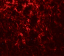 Invitrogen Adropin Polyclonal Antibody 100 &mu;g; Unconjugated:Antibodies,