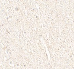 Invitrogen Adropin Polyclonal Antibody 100 &mu;g; Unconjugated:Antibodies,