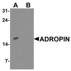 Invitrogen Adropin Polyclonal Antibody 100 &mu;g; Unconjugated:Antibodies,