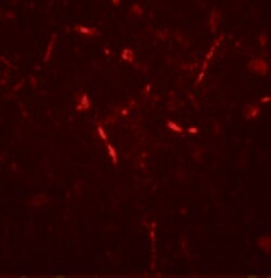 Invitrogen PAT1 Polyclonal Antibody 100 &mu;g; Unconjugated:Antibodies,