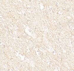 Invitrogen PAT1 Polyclonal Antibody 100 &mu;g; Unconjugated:Antibodies,