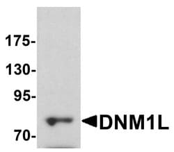Invitrogen DNM1L Polyclonal Antibody 100 &mu;g; Unconjugated:Antibodies,