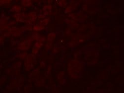 Invitrogen GLIPR1L2 Polyclonal Antibody 100 &mu;g; Unconjugated:Antibodies,