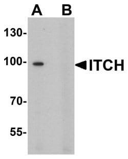 Invitrogen ITCH Polyclonal Antibody 100 &mu;g; Unconjugated:Antibodies,