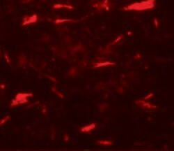 Invitrogen LAMTOR3 Polyclonal Antibody 100 &mu;g; Unconjugated:Antibodies,