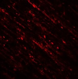 Invitrogen DENR Polyclonal Antibody 100 &mu;g; Unconjugated:Antibodies,