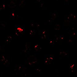Invitrogen MIB1 Polyclonal Antibody 100 &mu;g; Unconjugated:Antibodies,